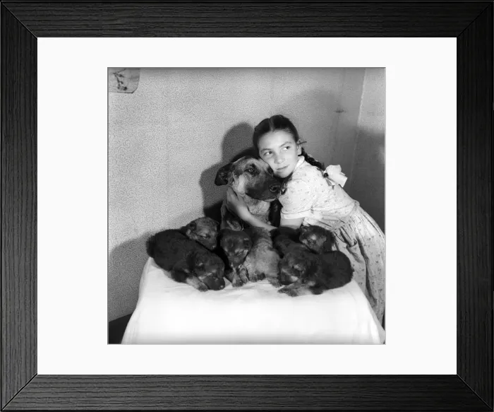 Framed Print : Hazel Ballantyne aged 17 with Nance the Alsatian and the puppies. May 1957 Framed Print : Hazel Ballantyne aged 17 with Nance the Alsatian and the puppies. May 1957