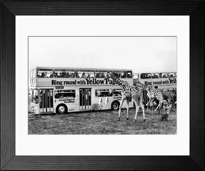 Framed Print : Animals Nature Reserves. Giraffes at Windsor Safari park. September 1972 P000690