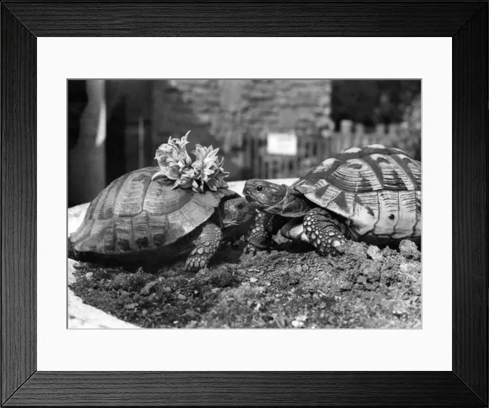 Framed Print : James. Sticking his neck out on a blind date. The Trouble with a shy bachelor like James Framed Print : James. Sticking his neck out on a blind date. The Trouble with a shy bachelor like James