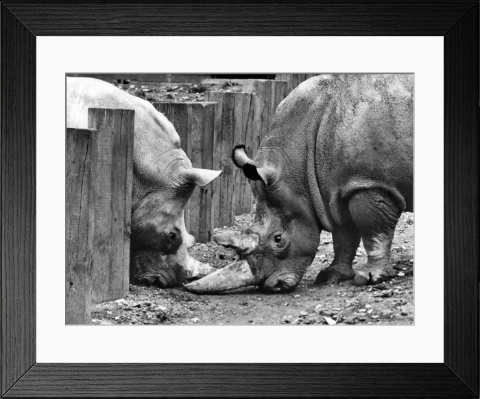 Framed Print : The beginning of a beautiful Romance: Romance, even for a rhinoceros
