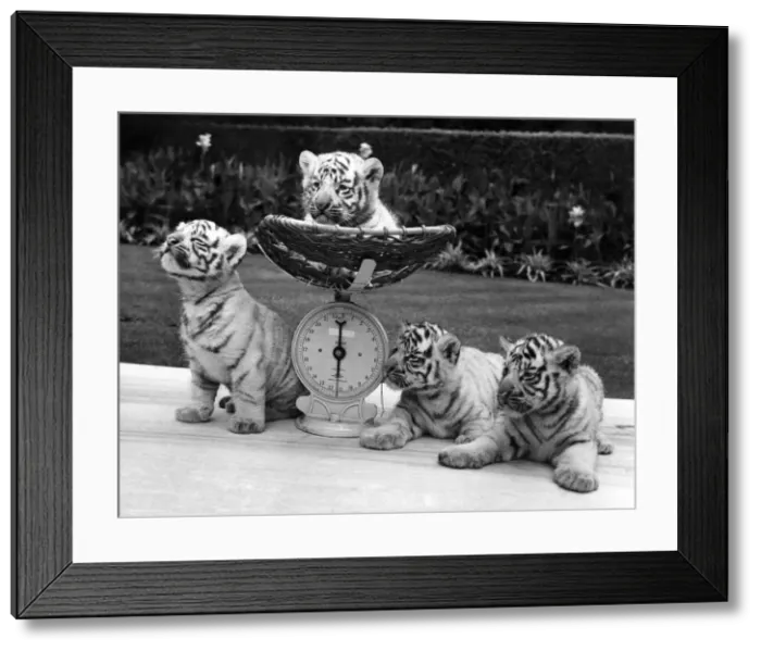 Framed Print : Quads weigh in at £50, 000. The tigers who are worth a fortune