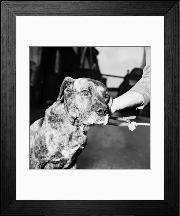Framed Print : Steps to the dog house. In a few moments they will be safely behind bars Framed Print : Steps to the dog house. In a few moments they will be safely behind bars