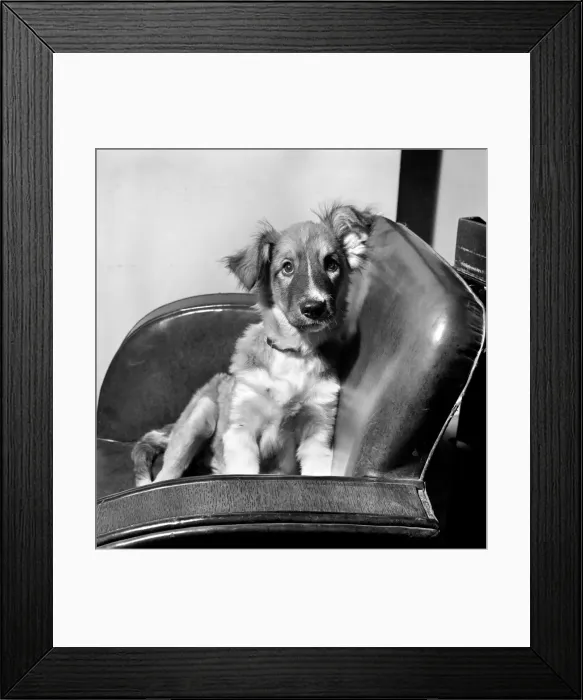 Framed Print : Mandy, a cross collie pup, found 3 Framed Print : Mandy, a cross collie pup, found 3