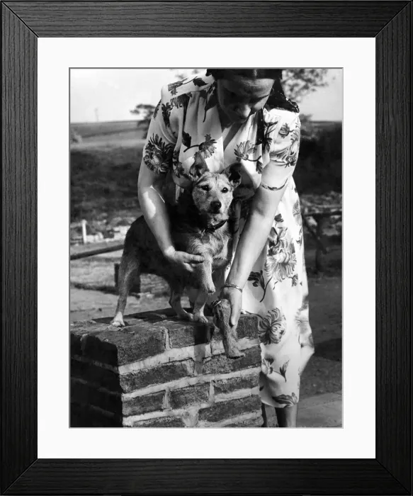 Framed Print : Midge the Mongrel has a False Leg: Midge, a black and tan mongrel owned by Mrs Framed Print : Midge the Mongrel has a False Leg: Midge, a black and tan mongrel owned by Mrs