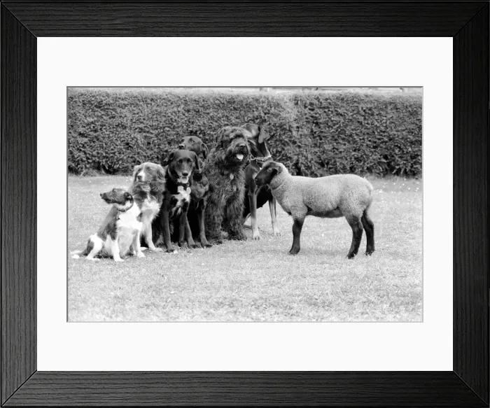 Framed Print : Animals: Humour: Daisy'the 12 week old Lamb has joined the Dog Training Club Framed Print : Animals: Humour: Daisy'the 12 week old Lamb has joined the Dog Training Club