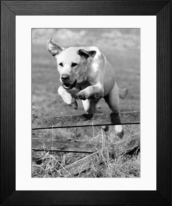 Framed Print : The Bionic Major: Bounding with health-thats Major Catastrophe the first dog in Framed Print : The Bionic Major: Bounding with health-thats Major Catastrophe the first dog in