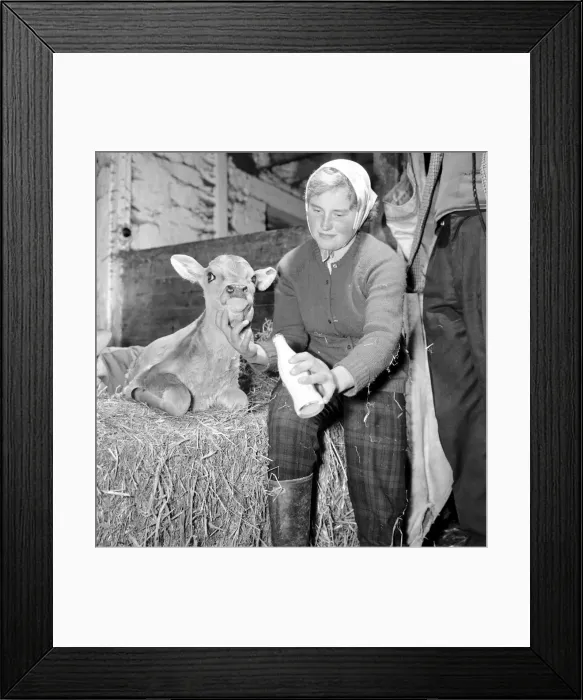 Framed Print : Where a Cow means Beauty: There is one place in the British Isles where cows are really