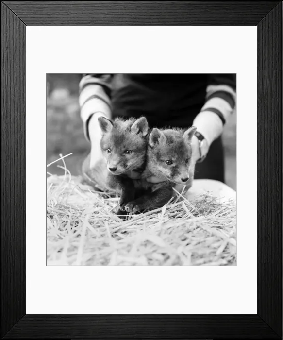Framed Print : Two cute fox cubs April 1975 Framed Print : Two cute fox cubs April 1975