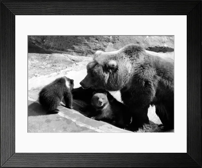 Framed Print : Chester, Chips and Charity, will be venturing outside for the very first time today Framed Print : Chester, Chips and Charity, will be venturing outside for the very first time today