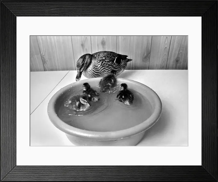 Framed Print : A Mallard with little ducklings. April 1975 Framed Print : A Mallard with little ducklings. April 1975
