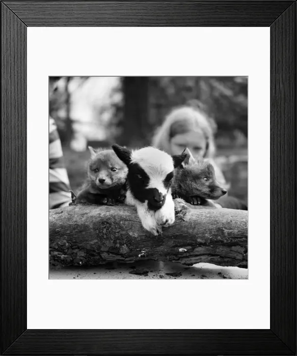 Framed Print : Two cute fox cubs with baby lamb. April 1975 Framed Print : Two cute fox cubs with baby lamb. April 1975