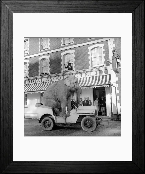 Framed Print : Elephant driving car. 1960 C34-008 Framed Print : Elephant driving car. 1960 C34-008