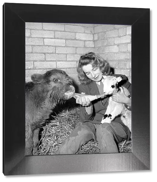 Calf and lamb with keeper at Whipsnade Zoo. 1965 C43-006