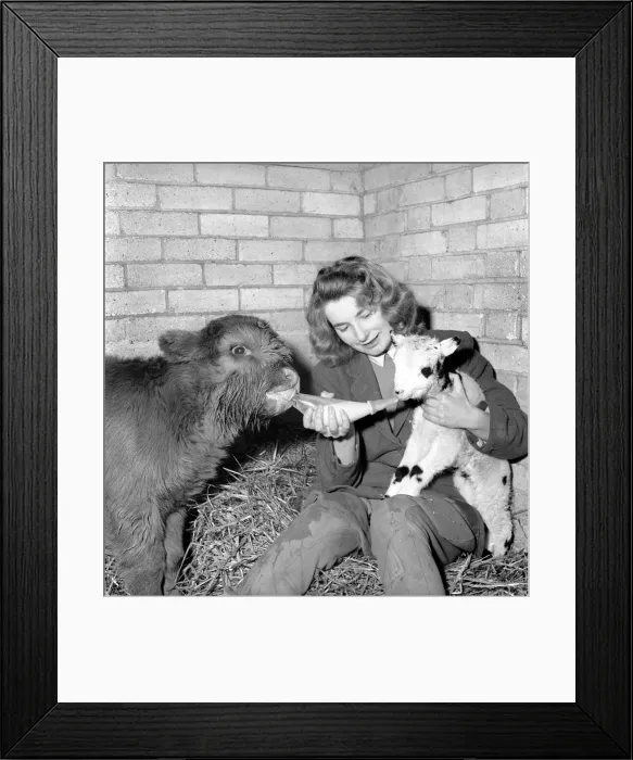 Framed Print : Calf and lamb with keeper at Whipsnade Zoo. 1965 C43-006