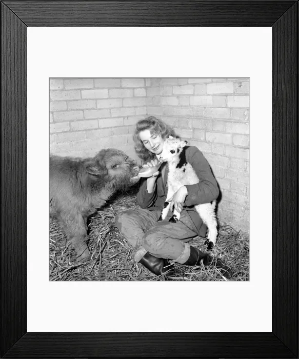 Framed Print : Calf and lamb with keeper at Whipsnade Zoo. 1965 C43-008 Framed Print : Calf and lamb with keeper at Whipsnade Zoo. 1965 C43-008
