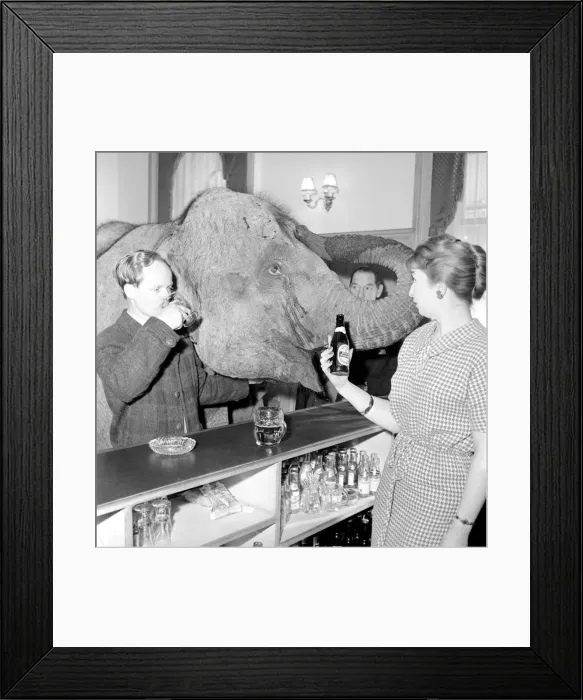 Framed Print : Elephant visit pub and orders drinks. 1960 C34B Framed Print : Elephant visit pub and orders drinks. 1960 C34B
