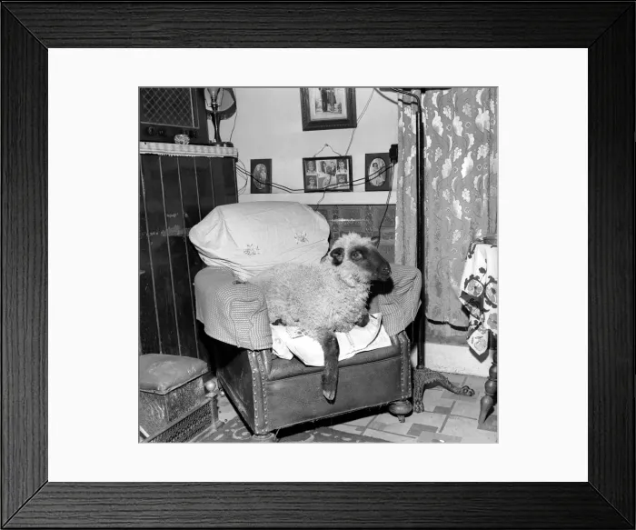Framed Print : Pet lamb seen here living in the house of her owner. 1960 C34A Framed Print : Pet lamb seen here living in the house of her owner. 1960 C34A