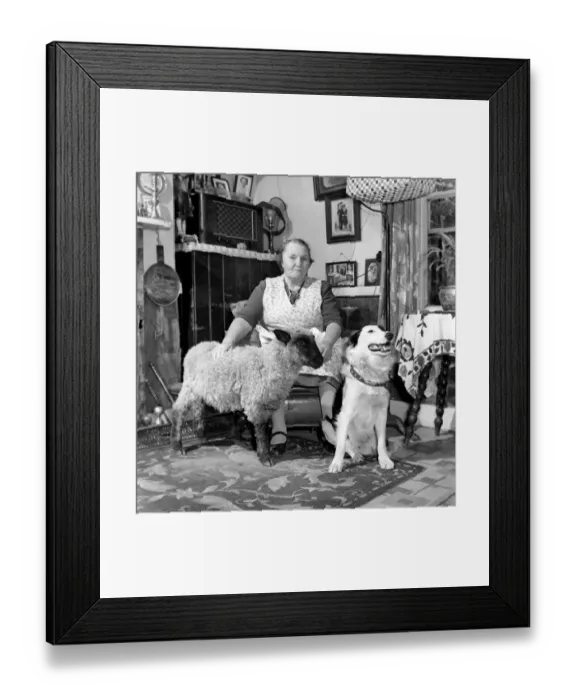 Framed Print : Pet lamb seen here living in the house of her owner. 1960 C34A-005 Framed Print : Pet lamb seen here living in the house of her owner. 1960 C34A-005