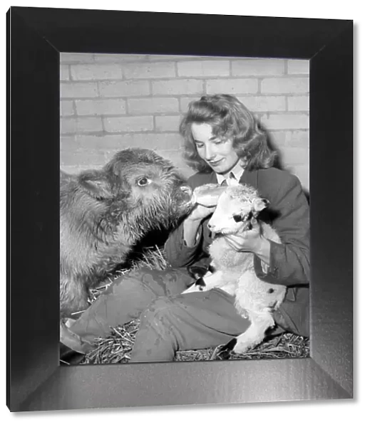 Calf and lamb with keeper at Whipsnade Zoo. 1965 C43-004