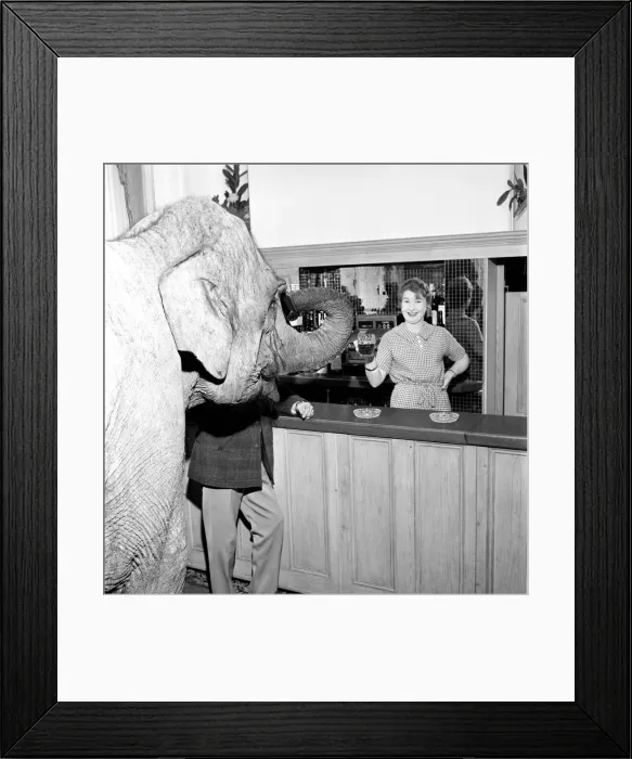 Framed Print : Elephant visit pub and orders drinks. 1960 C34B-003 Framed Print : Elephant visit pub and orders drinks. 1960 C34B-003