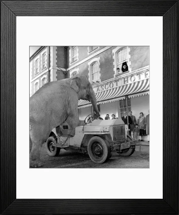 Framed Print : Elephant driving car. 1960 C34-011 Framed Print : Elephant driving car. 1960 C34-011