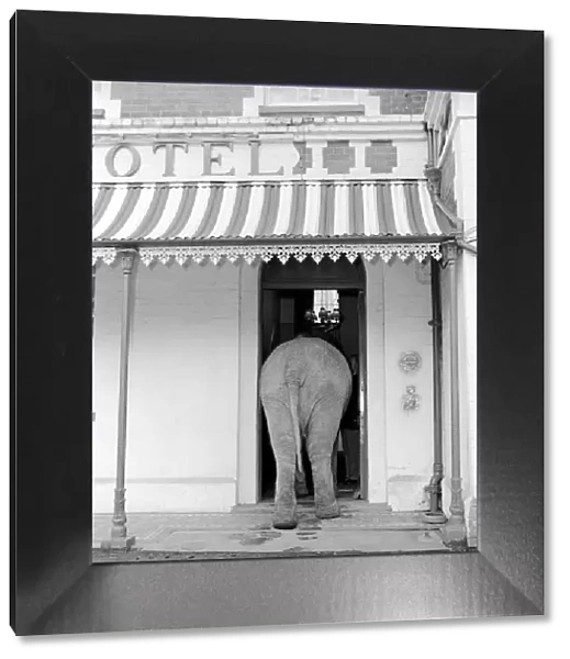 Elephant visit pub and orders drinks. 1960 C34B-007