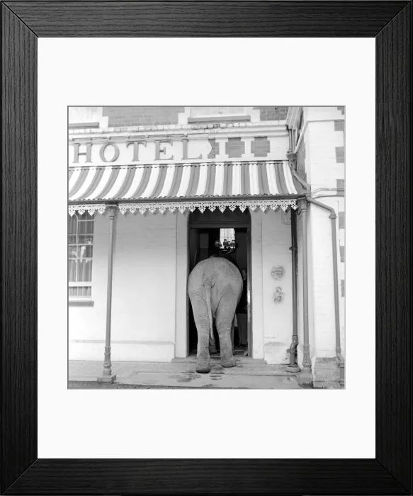 Framed Print : Elephant visit pub and orders drinks. 1960 C34B-007 Framed Print : Elephant visit pub and orders drinks. 1960 C34B-007
