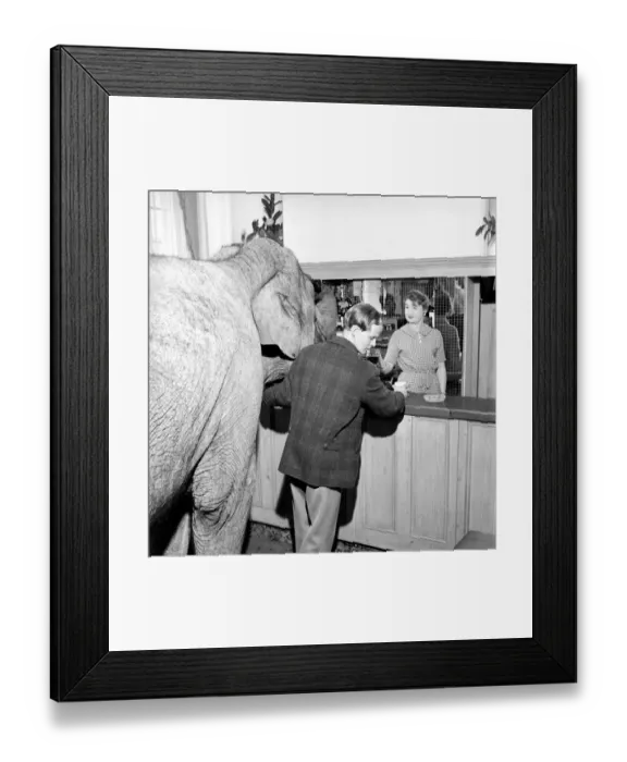 Framed Print : Elephant visit pub and orders drinks. 1960 C34B-004 Framed Print : Elephant visit pub and orders drinks. 1960 C34B-004