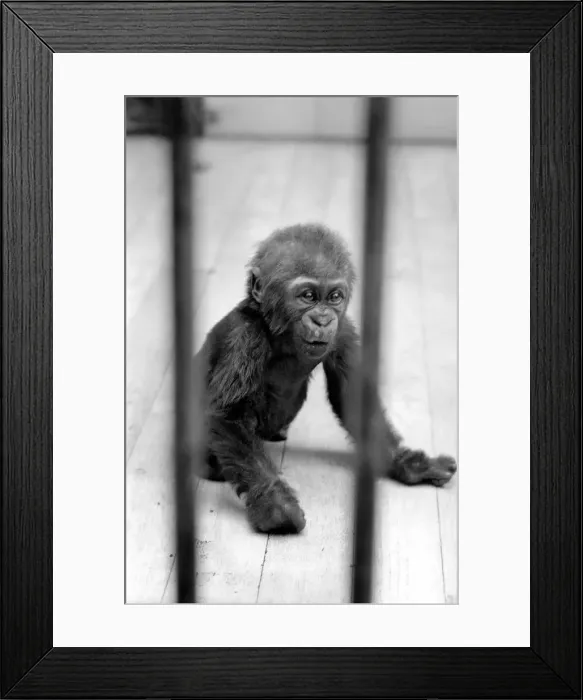 Framed Print : Three month old baby gorilla Rebecca at Bristol Zoo. May 1975