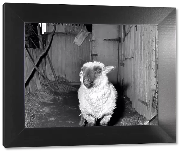 Pet lamb seen here living in the house of her owner. 1960 C34A-001