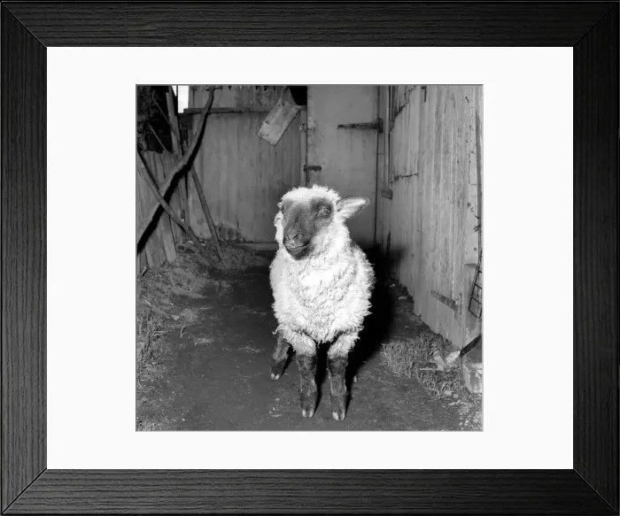 Framed Print : Pet lamb seen here living in the house of her owner. 1960 C34A-001 Framed Print : Pet lamb seen here living in the house of her owner. 1960 C34A-001