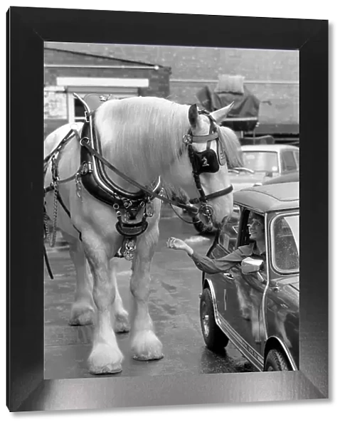 Hengist the shire horse talking to a woman driving a mini car. May 1975