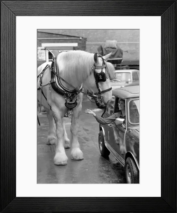 Framed Print : Hengist the shire horse talking to a woman driving a mini car. May 1975