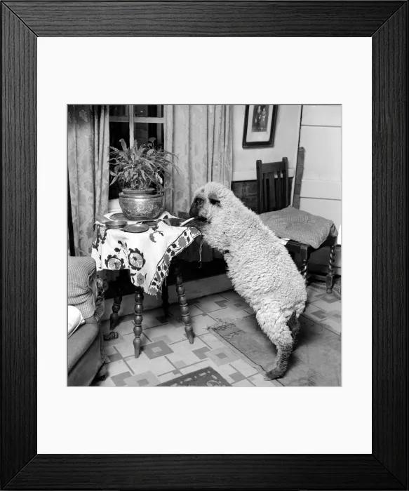 Framed Print : Pet lamb seen here living in the house of her owner. 1960 C34A-009