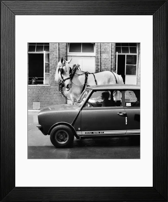 Framed Print : Hengist the shire horse talking to a woman driving a mini car. May 1975