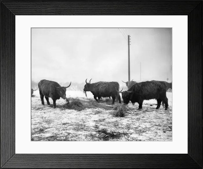 Framed Print : A herd of Highland cattle has been brought from Scotland to Bowlee, near Middleton, Lancs Framed Print : A herd of Highland cattle has been brought from Scotland to Bowlee, near Middleton, Lancs