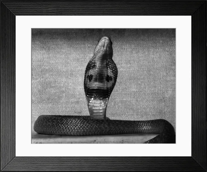Framed Print : A Baby Cobra snake. September 1953 Framed Print : A Baby Cobra snake. September 1953