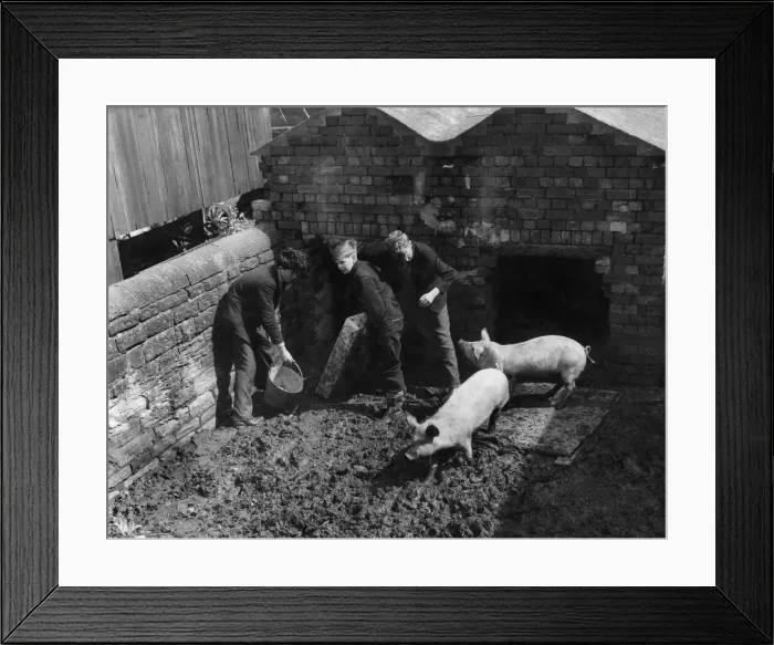 Framed Print : Pig rearing at at a farm in Yorkshire, northern England. Circa 1950 Framed Print : Pig rearing at at a farm in Yorkshire, northern England. Circa 1950