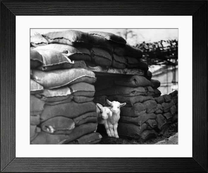 Framed Print : Kids at London Zoo protected by sandbags during World war two. March 1941 Framed Print : Kids at London Zoo protected by sandbags during World war two. March 1941