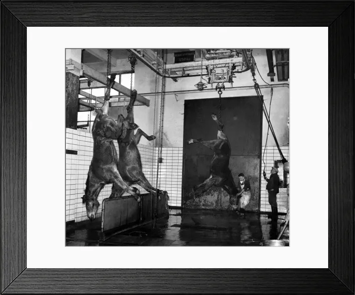 Framed Print : These pictures were taken inside the Antwerp Belgium Slaughter House yesterday
