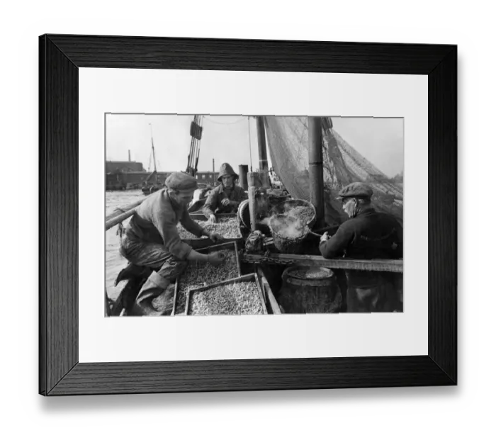 Framed Print : Thames yields harvest of shrimps at Gravesend, Kent Skipper Henry Sutherland is Framed Print : Thames yields harvest of shrimps at Gravesend, Kent Skipper Henry Sutherland is