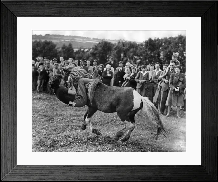 Framed Print : Near Tavistock South Devon, rough riders struggled to stay seated on the bare backs of