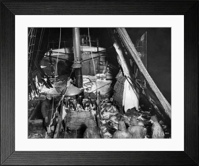 Framed Print : White Sea trawling on SS Kastorin. Fish pouring out of trawl into fish pounds Framed Print : White Sea trawling on SS Kastorin. Fish pouring out of trawl into fish pounds