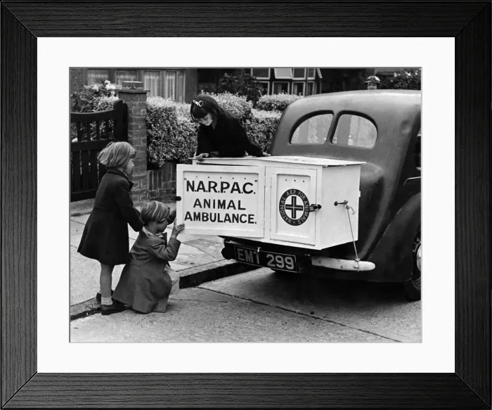 Framed Print : A New type of animal ambulance which is a big cabinet fitted on the back of any motor car Framed Print : A New type of animal ambulance which is a big cabinet fitted on the back of any motor car