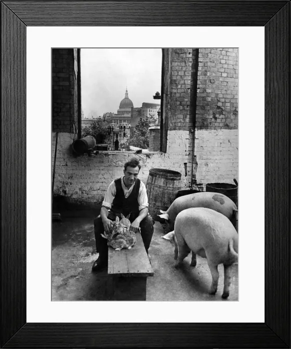 Framed Print : Pigs and rabbits are reared for food in a tumble down building under the shadow of St Framed Print : Pigs and rabbits are reared for food in a tumble down building under the shadow of St
