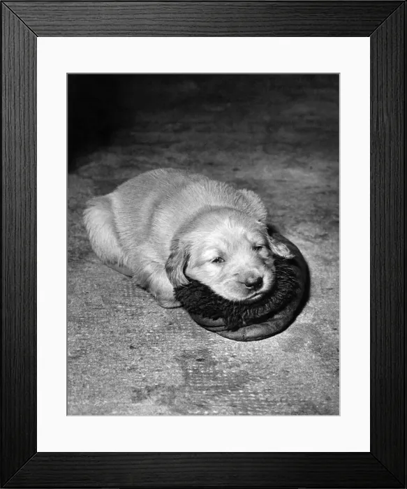 Framed Print : The trouble is somebody told me these furry things were cats Framed Print : The trouble is somebody told me these furry things were cats