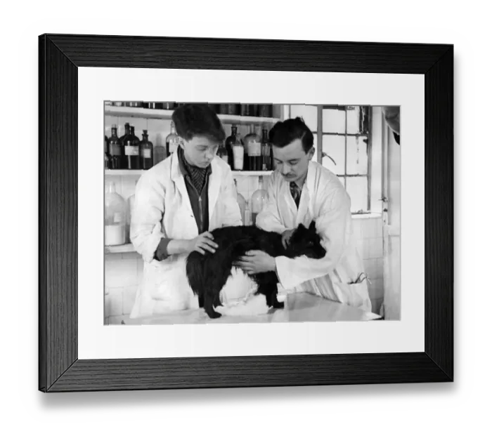 Framed Print : The Veterinary Surgeon and Pam Golding helping the dog to use his legs. March 1944