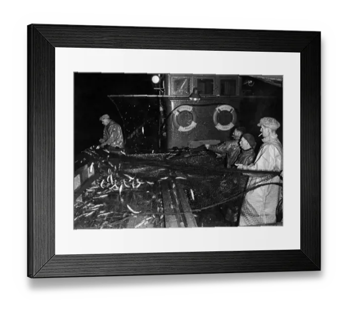 Framed Print : Fishermen on biard their fishing boat, with the catch in their nets February 1946