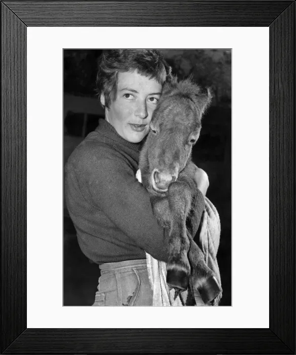 Framed Print : Figaro, the foal, who was just a few hours old when this picture was taken at Crystal