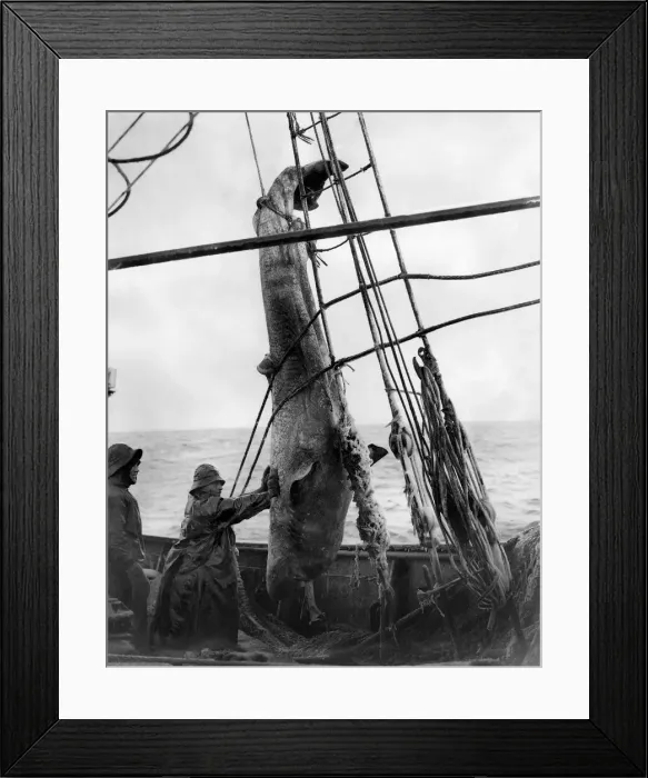 Framed Print : White Sea trawling on the SS Kastonia. Haisting up a ground shark that was brought Framed Print : White Sea trawling on the SS Kastonia. Haisting up a ground shark that was brought